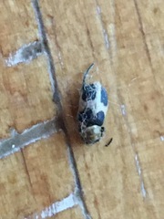 Collops quadrimaculatus