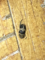 Collops quadrimaculatus