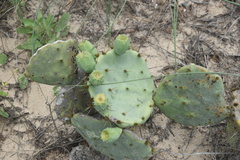 Opuntia tunoidea