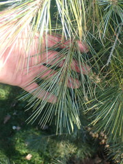 Pinus pinceana