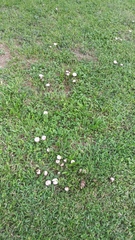 Candolleomyces tuberculatus