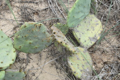 Opuntia tunoidea