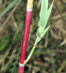 Phragmites mauritianus