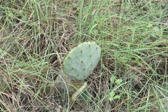Opuntia tunoidea