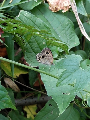 Common Fivering photo 3
