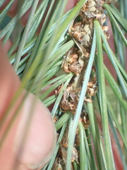 Pinus pinceana