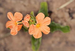 Crossandra