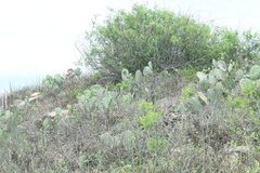 Opuntia tunoidea
