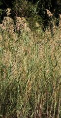 Phragmites mauritianus