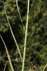 Phragmites mauritianus