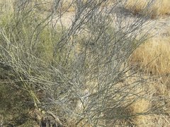Senna aphylla