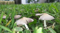 Candolleomyces tuberculatus