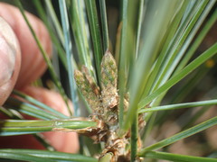 Pinus pinceana