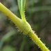 Persicaria careyi - Photo (c) Nate Martineau, alguns direitos reservados (CC BY-NC), uploaded by Nate Martineau