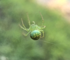 Araneus cingulatus
