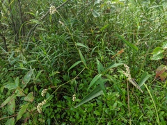 Persicaria careyi
