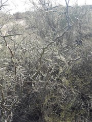 Prosopis pugionata