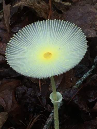Leucocoprinus fragilissimus (Ravenel ex Berk. & M.A.Curtis) Pat.