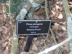 Pinus pinceana
