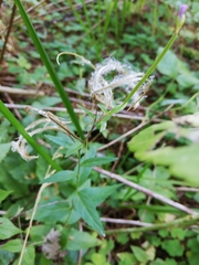 Epilobium adenocaulon