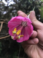 Passiflora cumbalensis