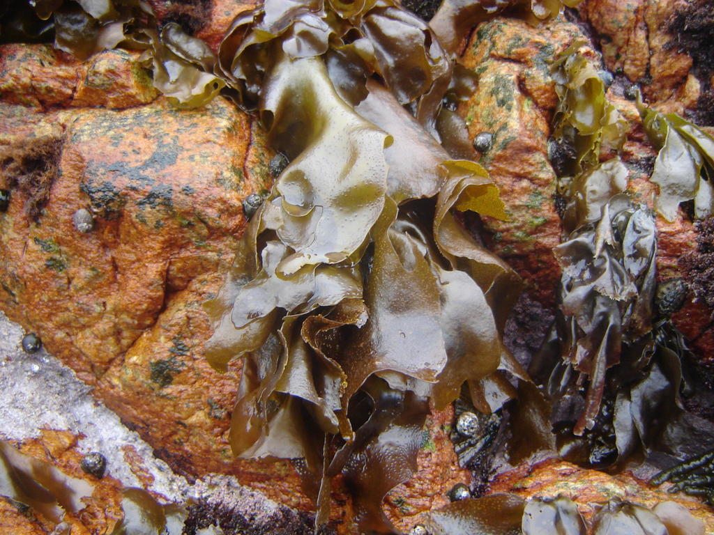 Mazzaella capensis