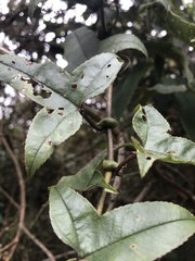 Passiflora cumbalensis