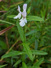 Stachys hyssopifolia