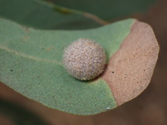 Cynips multipunctata