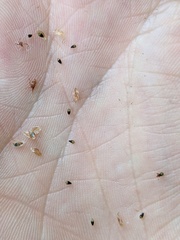 Eleocharis melanocarpa