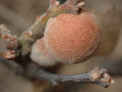 Disholcaspis canescens