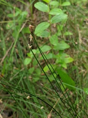 Eleocharis melanocarpa