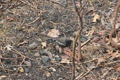 Junco hyemalis cismontanus