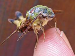 Macroglossum trochilus
