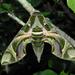 Oleander Hawkmoth - Photo (c) Dai Herbert, some rights reserved (CC BY-NC), uploaded by Dai Herbert