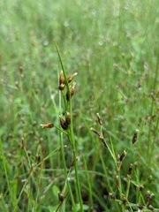 Rhynchospora scirpoides