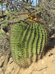Ferocactus wislizeni