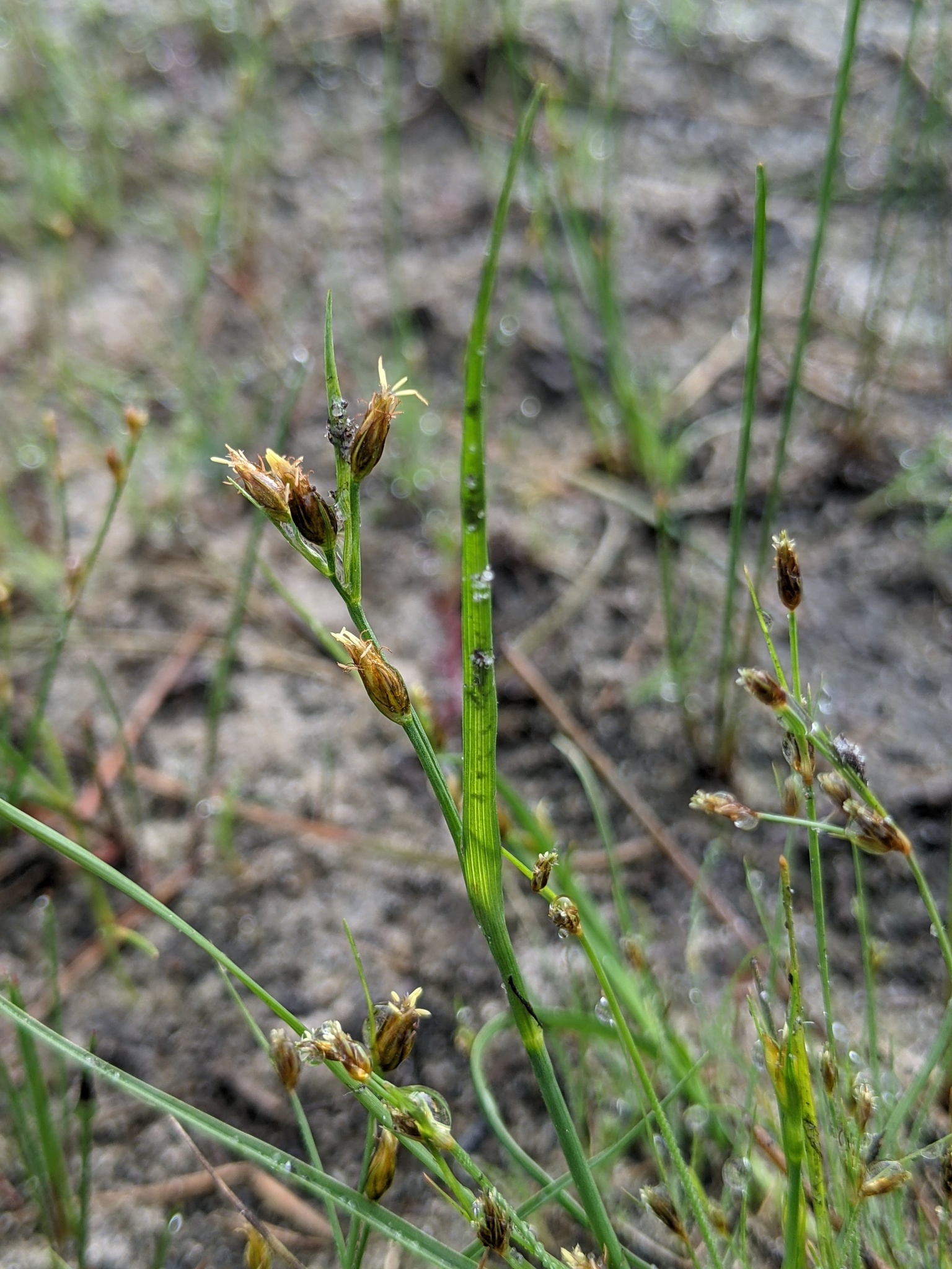 Rhynchospora scirpoides