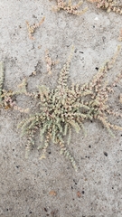 Atriplex minuscula