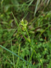 Scleria reticularis