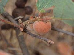 Disholcaspis canescens