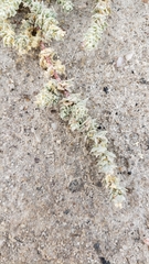 Atriplex minuscula