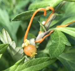 Smicronyx sculpticollis