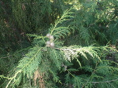 Cupressus torulosa