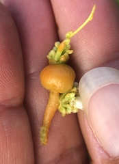 Smicronyx sculpticollis