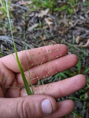 Panicum gattingeri