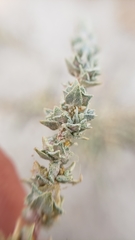 Atriplex minuscula