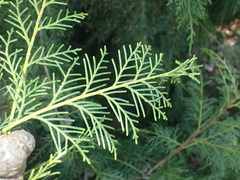Cupressus torulosa