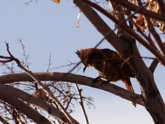 Pseudoseisura lophotes