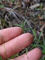 Panicum gattingeri